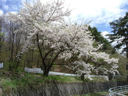 木崎湖遊歩道の桜