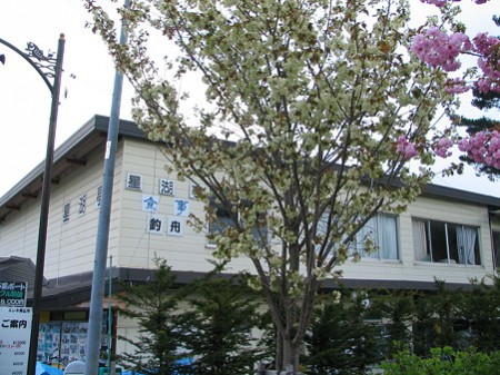 木崎湖遊園地の桜