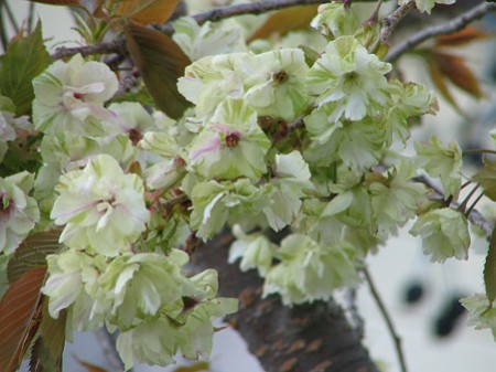 御衣黄（桜の種類）