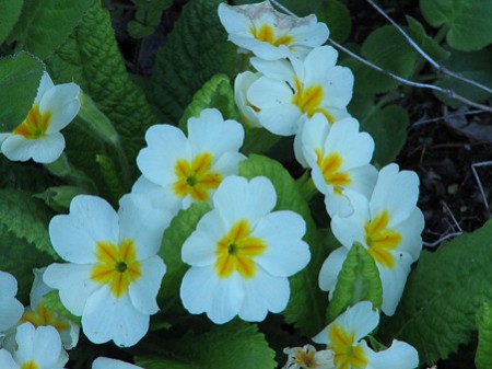 プリムラ